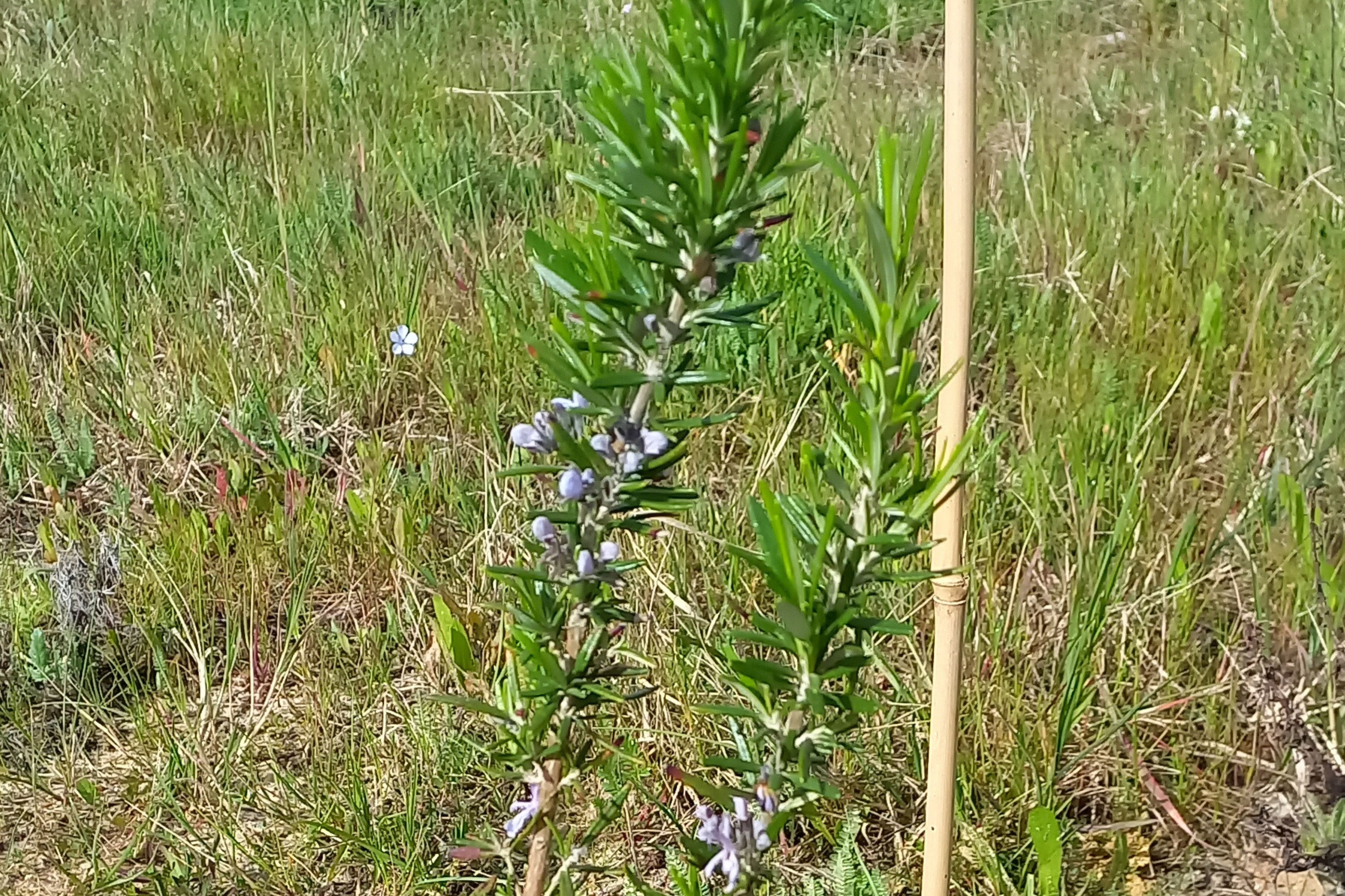 alecrim_corredor verde_mar25