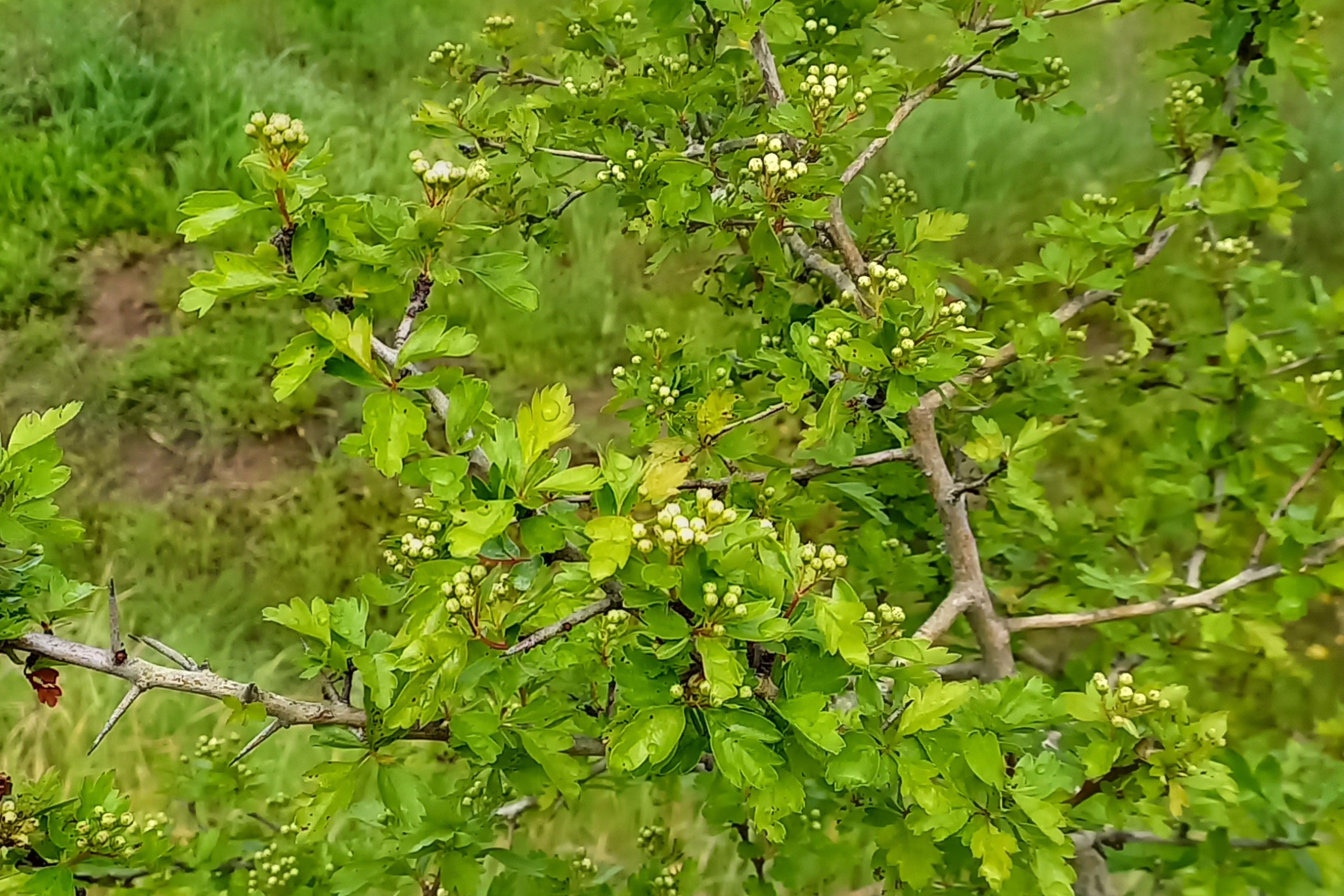 pilriteiro_corredor verde_mar25