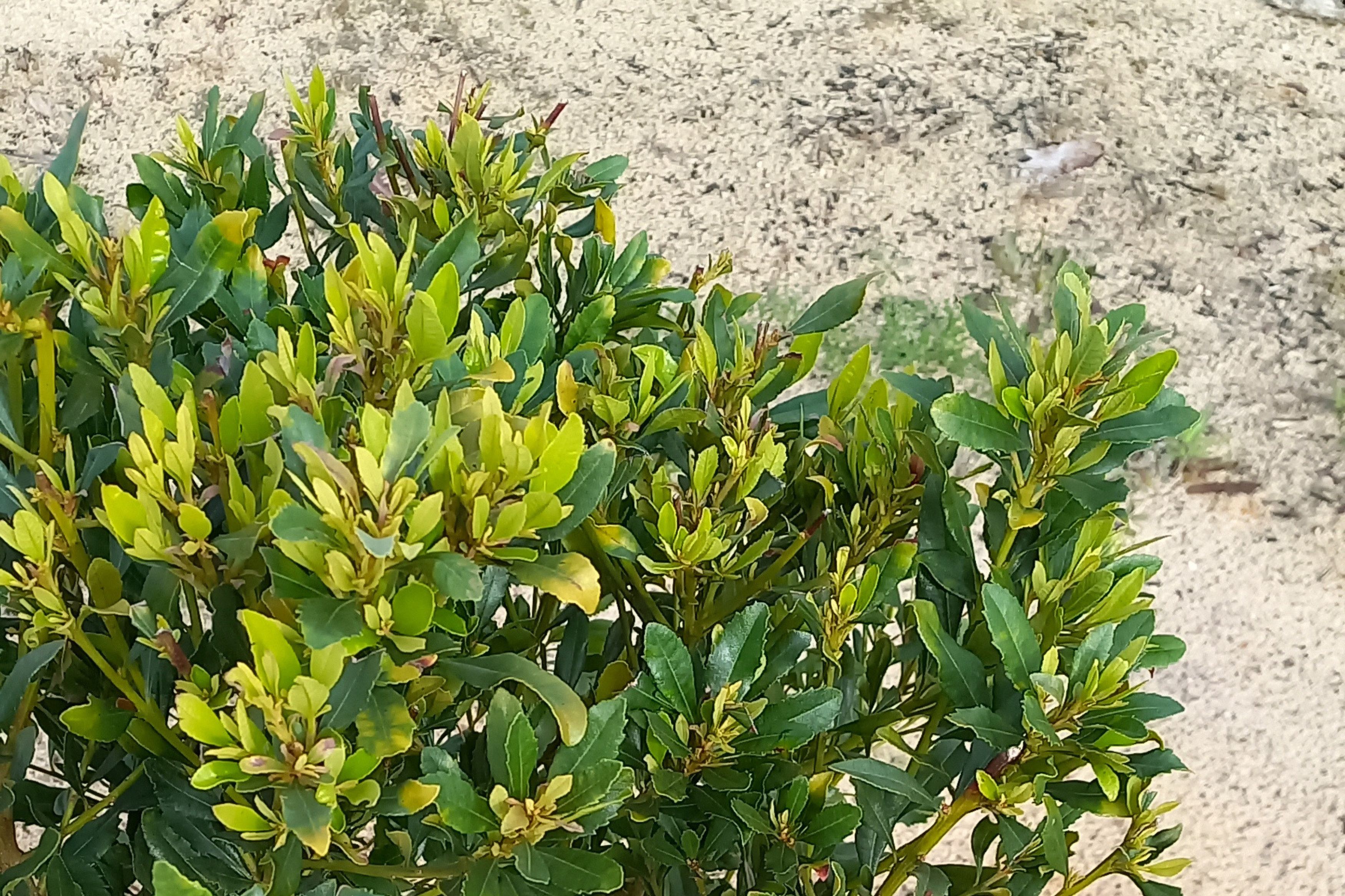 samouco_corredor verde_mar25